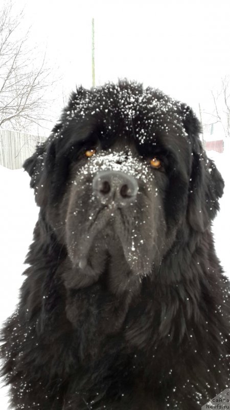 Фото: ньюфаундленд Ih Vyisochestvo Vladlena Madjiks (Их Высочество Владлена Маджикс)