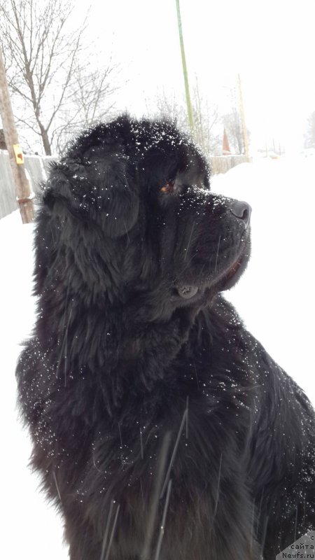 Фото: ньюфаундленд Ih Vyisochestvo Vladlena Madjiks (Их Высочество Владлена Маджикс)