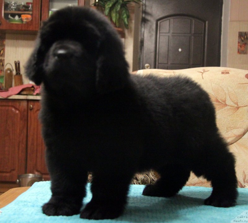 Фото: ньюфаундленд Akvian Song Normandiya (Аквиан Сонг Нормандия)