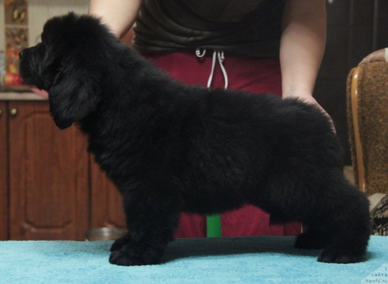 Фотография № 141322