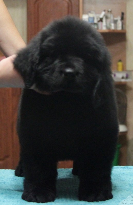 Фото: ньюфаундленд Akvian Song Normandiya (Аквиан Сонг Нормандия)