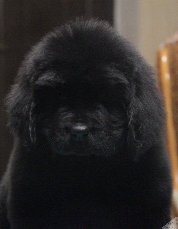 Фото: ньюфаундленд Akvian Song Normandiya (Аквиан Сонг Нормандия)