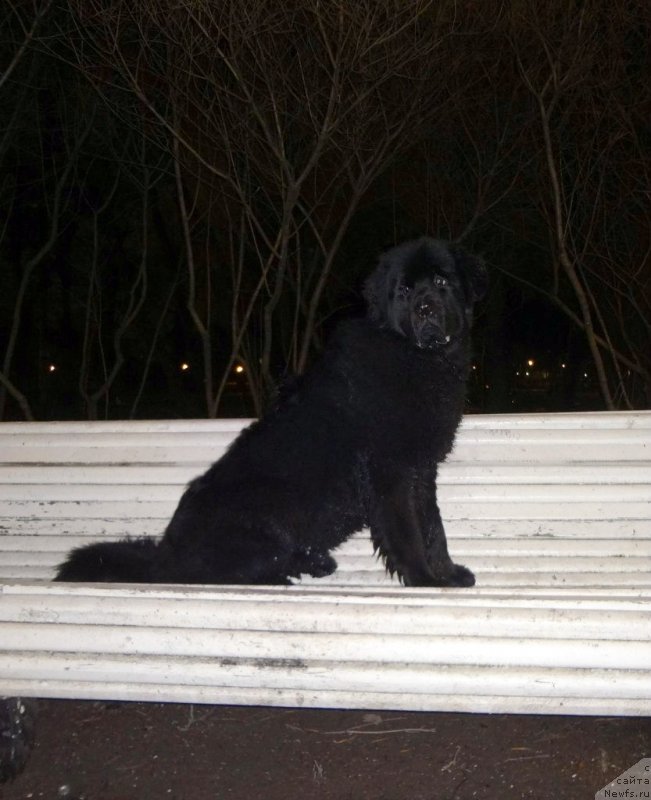 Фотография № 141334