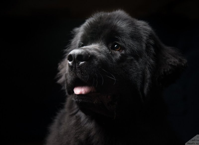 Фото: ньюфаундленд Sandalovoy Dolinyi Arabella (Сандаловой Долины Арабелла)