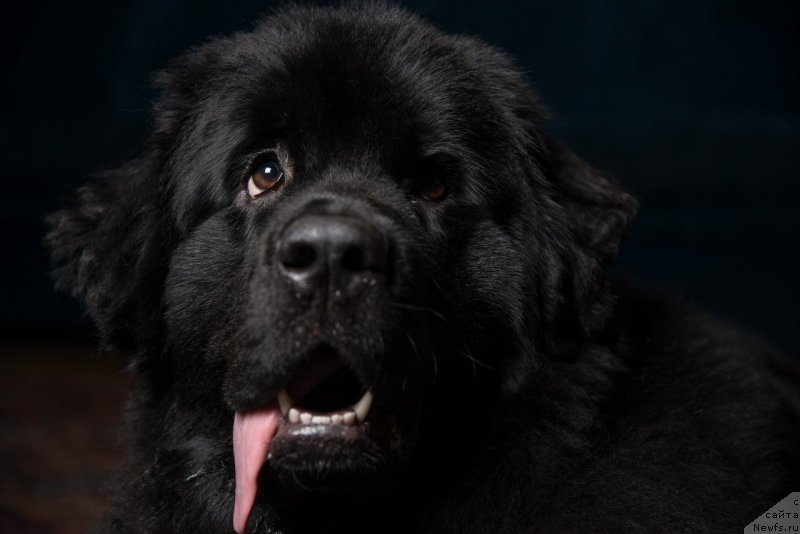 Фото: ньюфаундленд Sandalovoy Dolinyi Arabella (Сандаловой Долины Арабелла)