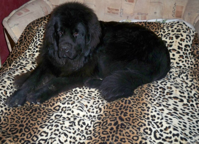 Фото: ньюфаундленд Sun Sheikh Bavariya Belle (Сан Шейх Бавария Бель)