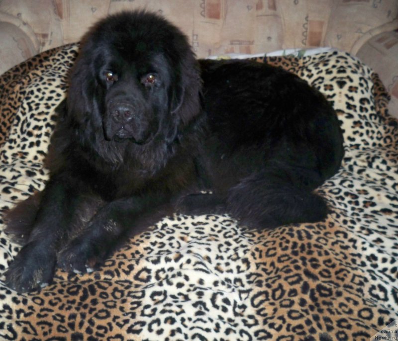 Фото: ньюфаундленд Sun Sheikh Bavariya Belle (Сан Шейх Бавария Бель)