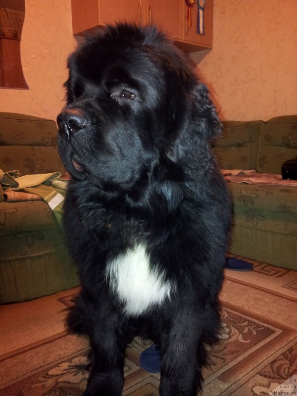 Фото: ньюфаундленд Dark Pride Van Gogh (Дак Прайд Ван Гог)