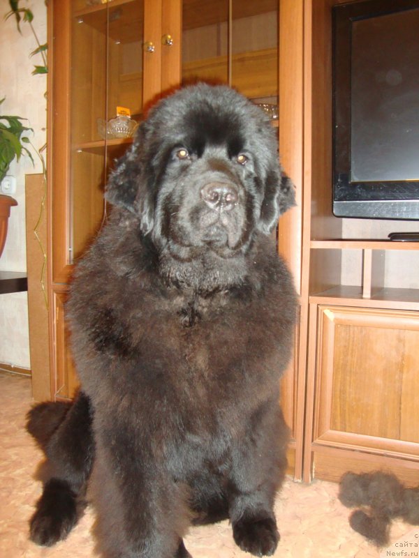 Фото: ньюфаундленд Sent Djons Zaura (Сент Джонс Заура)