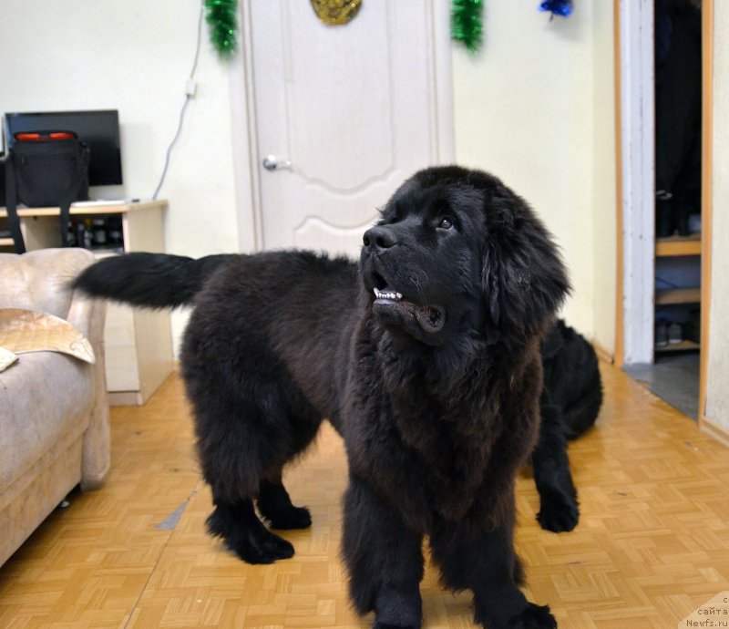 Фото: ньюфаундленд Chernaya Mafia Matter of Time (Черная Мафия Маттер оф Тиме)