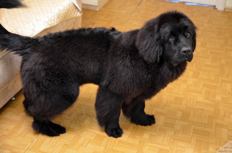 Фотография № 141353