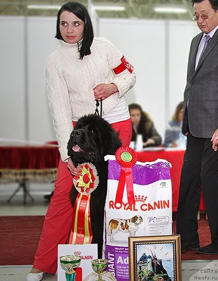 Фото: ньюфаундленд Njufort Natali (Ньюфорт Натали)