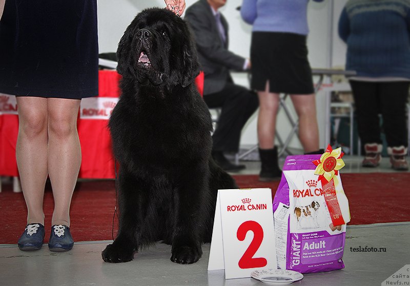 Фото: ньюфаундленд Skippers Ultimate Object