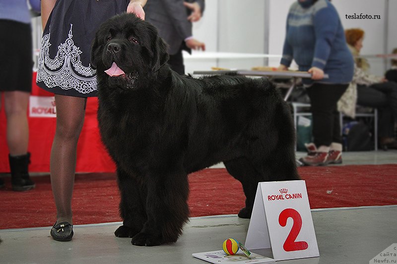 Фото: ньюфаундленд Yupiter Tsar Bogov ot Sibirskogo Medvedja (Юпитер Царь Богов от Сибирского Медведя)