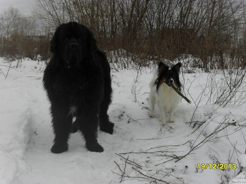 Фото: ньюфаундленд Izyaschnyiy Frant (Изящный Франт)