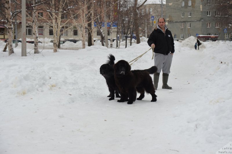 Фото: ньюфаундленд Donats Prayd Betti Tetcher (Донатс Прайд Бетти Тетчер), ньюфаундленд Chernaya Mafia Matter of Time (Черная Мафия Маттер оф Тиме)