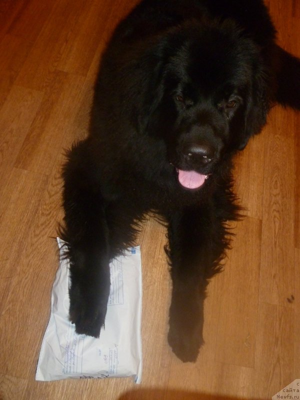 Фото: ньюфаундленд Chernaya Mafia Zesty Betty (Черная Мафия Зесту Бетту)