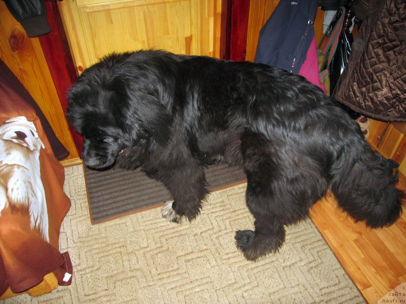 Фото: ньюфаундленд Pitern'yuf CHupa-CHups (Питерньюф Чупа-Чупс)