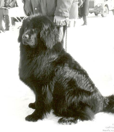 Фото: ньюфаундленд Santa Gonor (Санта Гонор)