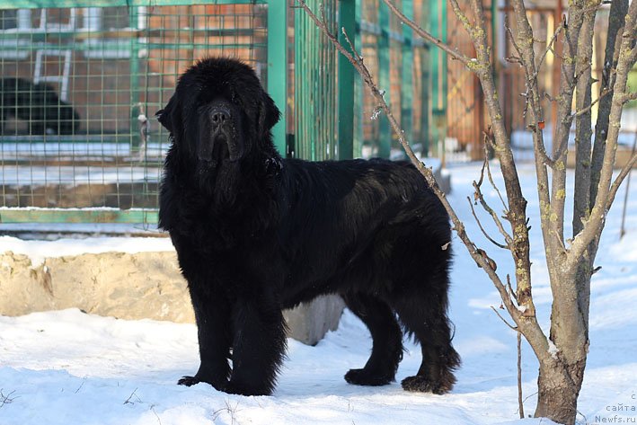 Фотография № 141404