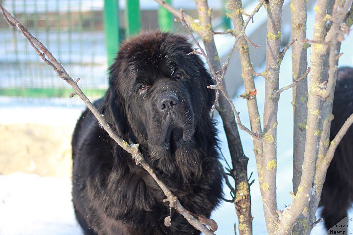 Фотография № 141406