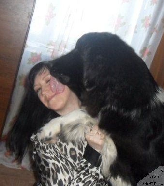 Фото: ньюфаундленд Bi Perfekt Viking (Би Перфект Викинг), Nadejda Machneva-CHernookova (Надежда Мачнева-Черноокова)