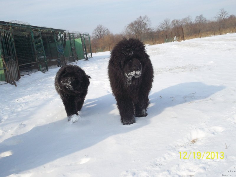 Фото: ньюфаундленд Super Premium Nao Del Trato (Супер Премиум Нао Дел Трато)