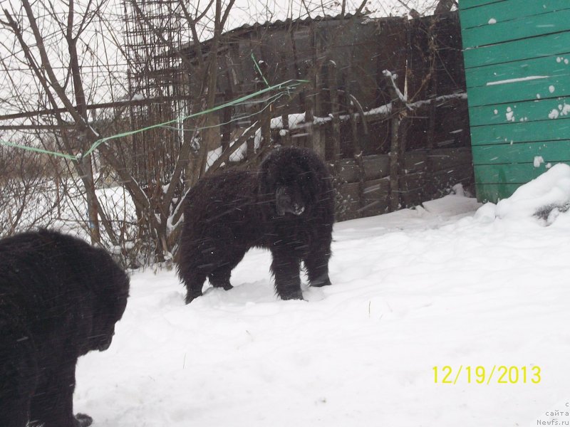 Фото: ньюфаундленд Viski Red Label Veps (Виски Ред Лейбл Вепс)