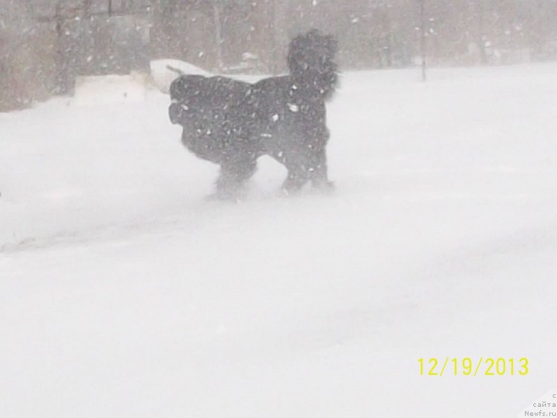 Фото: ньюфаундленд Super Premium Mikado (Супер Премиум Микадо)