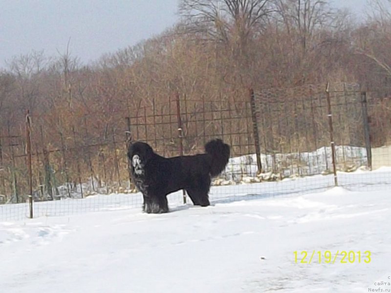 Фото: ньюфаундленд Super Premium Mikado (Супер Премиум Микадо)