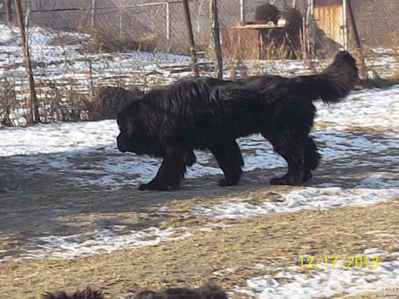 Фото: ньюфаундленд Super Premium Liniel Daylirring (Супер Премиум Линиэль Дайлиррин)