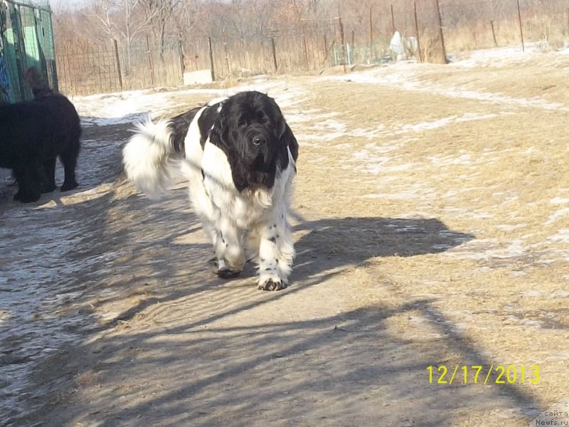 Фото: ньюфаундленд Super Premium Litoniel Vallaninor (Супер Премиум Литониэль Валланинор)