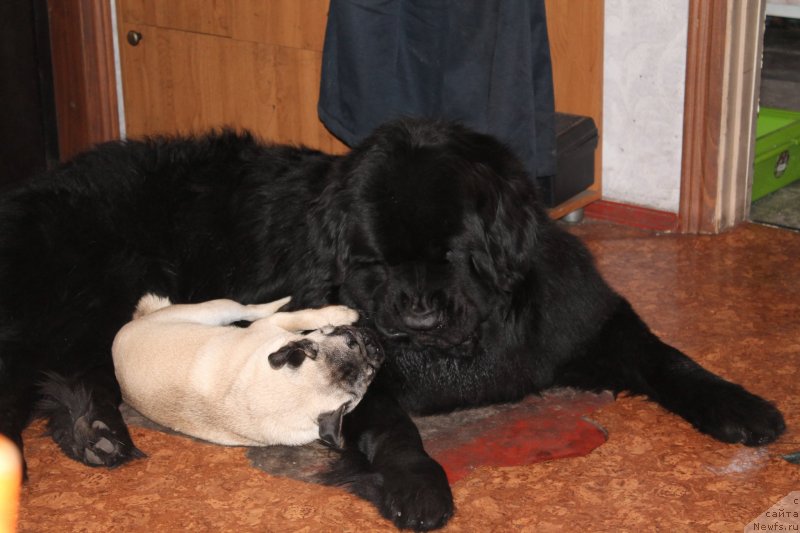 Фото: ньюфаундленд Beguschaya po Volnam Shaolin (Бегущая по Волнам Шаолинь)