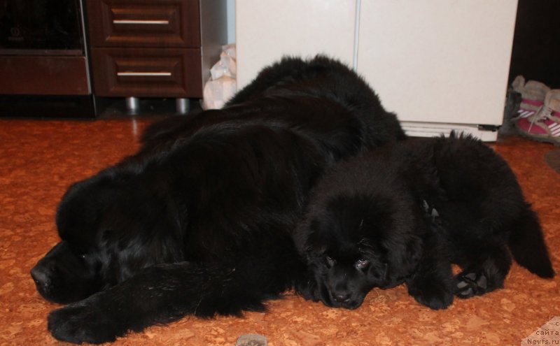 Фото: ньюфаундленд Beguschaya po Volnam Shaolin (Бегущая по Волнам Шаолинь)