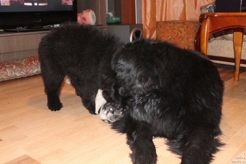 Фото: ньюфаундленд Beguschaya po Volnam Shaolin (Бегущая по Волнам Шаолинь)