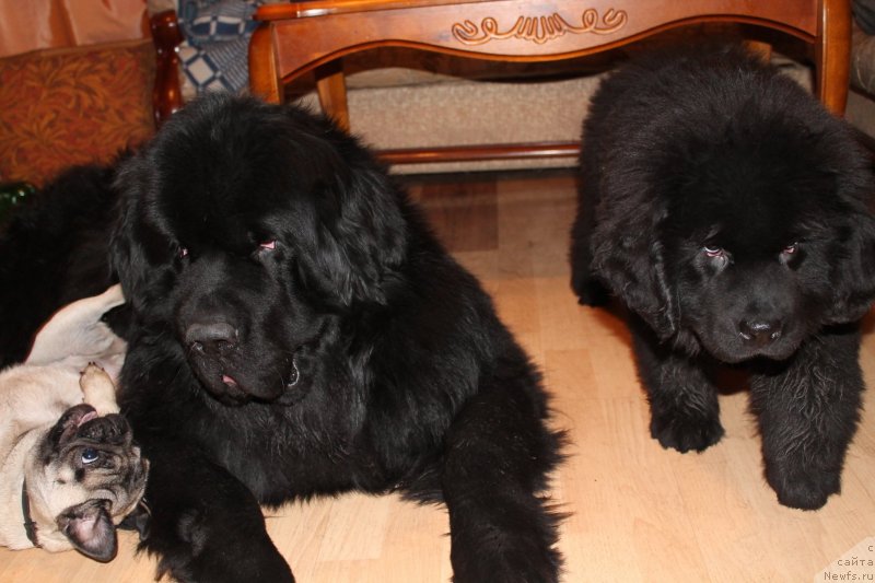 Фото: ньюфаундленд Beguschaya po Volnam Shaolin (Бегущая по Волнам Шаолинь)