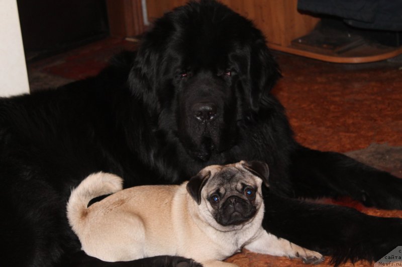 Фото: ньюфаундленд Beguschaya po Volnam Shaolin (Бегущая по Волнам Шаолинь)