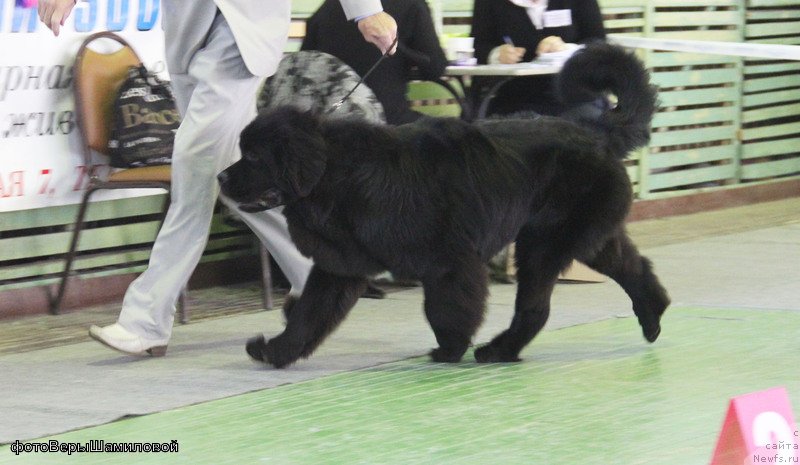 Фото: ньюфаундленд Sent Djons Zhirar Remi (Сент Джонс Жирар Реми), YUriy Rahtienko (Юрий Рахтиенко)