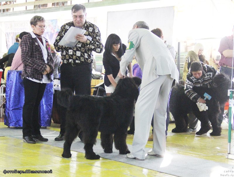 Фото: ньюфаундленд Sent Djons Zhirar Remi (Сент Джонс Жирар Реми), YUriy Rahtienko (Юрий Рахтиенко)