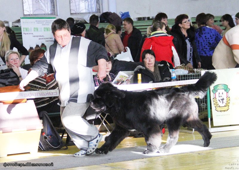 Фото: ньюфаундленд Sent Djons Zhirar Remi (Сент Джонс Жирар Реми)