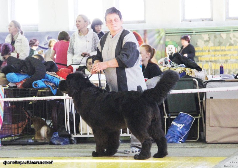Фото: ньюфаундленд Sent Djons Zhirar Remi (Сент Джонс Жирар Реми)