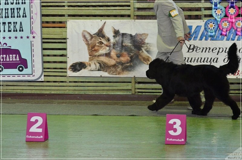 Фото: ньюфаундленд Sent Djons Zhirar Remi (Сент Джонс Жирар Реми), YUriy Rahtienko (Юрий Рахтиенко)