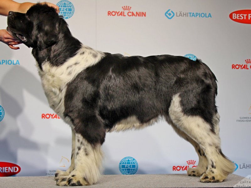 Фото: ньюфаундленд Piternyuf I Did It Again (Питерньюф И Дид Ит Агаин)