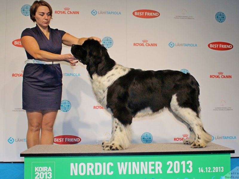 Фото: ньюфаундленд Piternyuf I Did It Again (Питерньюф И Дид Ит Агаин)