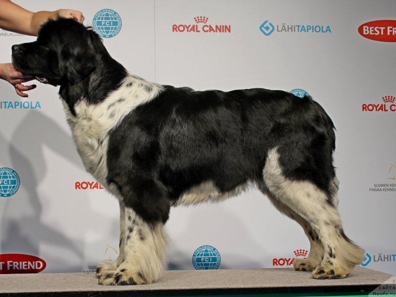 Фото: ньюфаундленд Piternyuf I Did It Again (Питерньюф И Дид Ит Агаин)