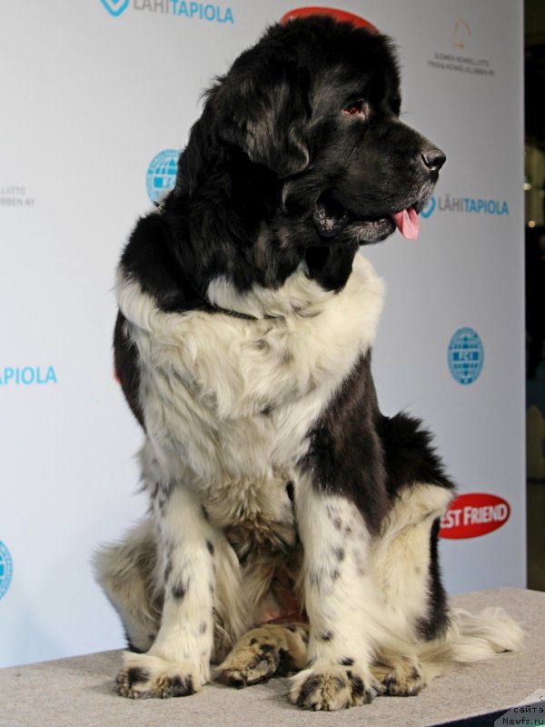 Фото: ньюфаундленд Piternyuf I Did It Again (Питерньюф И Дид Ит Агаин)