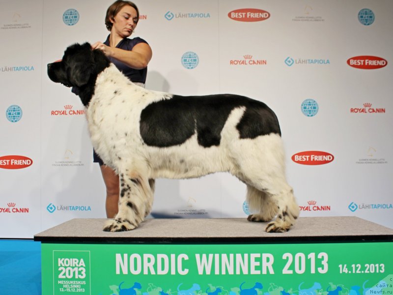 Фото: ньюфаундленд Don't Worry Be Happy de L'Etoile de Cyrice