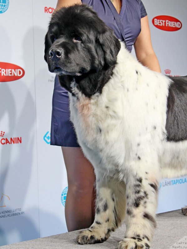 Фото: ньюфаундленд Don't Worry Be Happy de L'Etoile de Cyrice