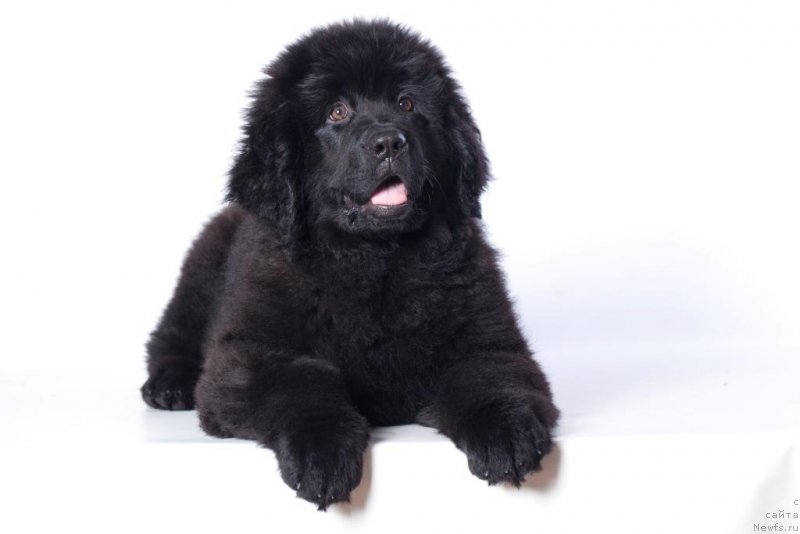 Фото: ньюфаундленд Corporevaill If Only (Корпоревайль Иф Онли)