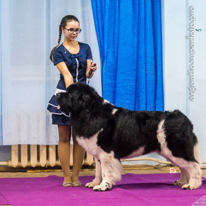 Фото: ньюфаундленд Super Bizon Zlatogor (Супер Бизон Златогор), Irina Verovenko (Ирина Веровенко)